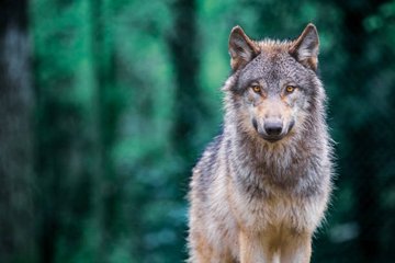 7ème rencontre du réseau Loup