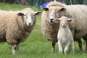Salon national du mouton Tech-Ovin - 15ème édition