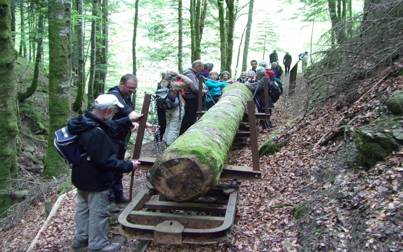 Sortie nature CPIE Pays Basque : La fabuleuse histoire de la forêt d’Iraty