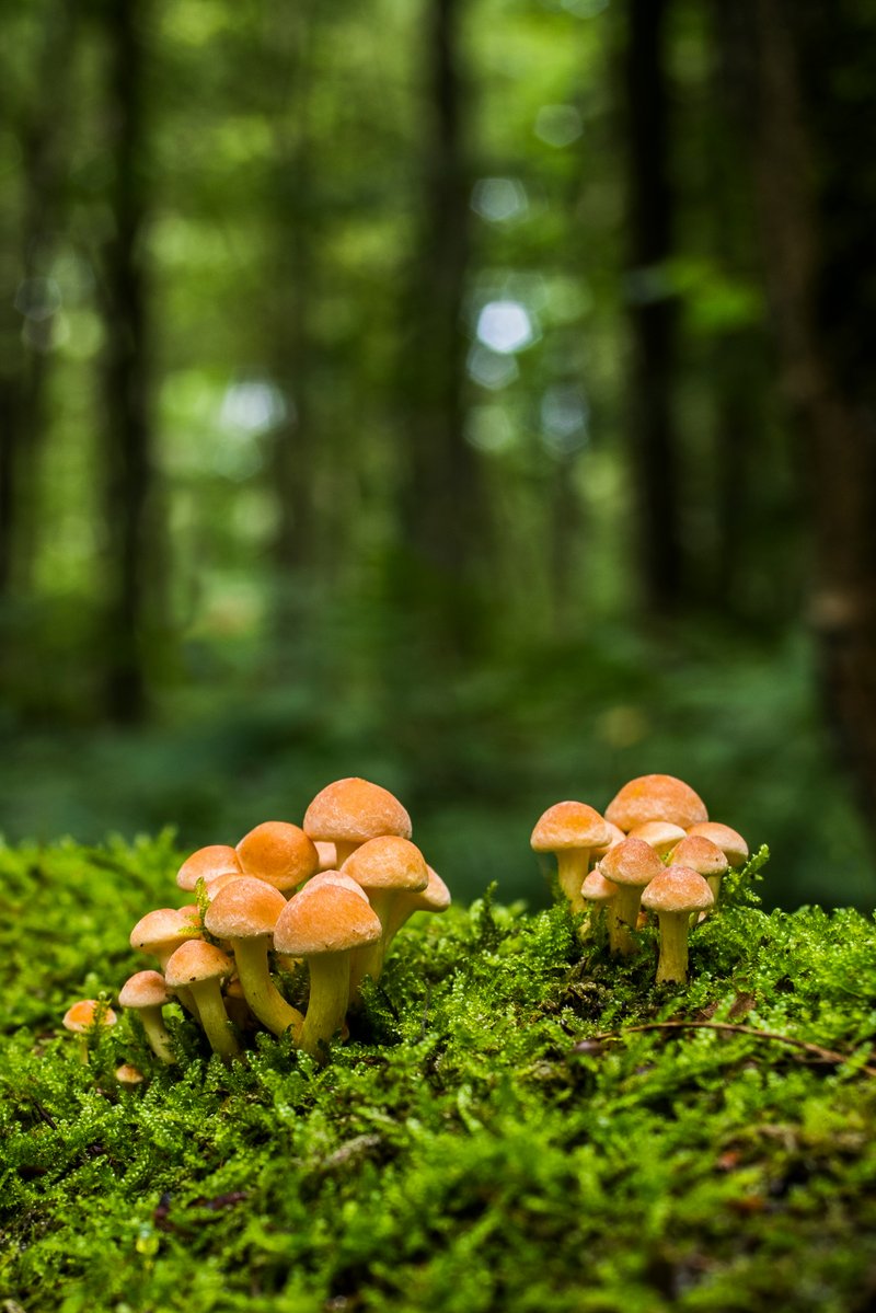 Sortie mycologique à Alvignac-les-Eaux