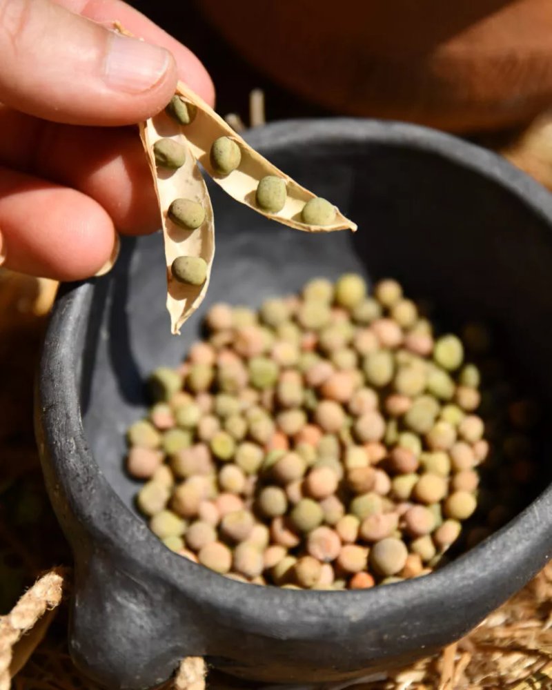 Faites parler les graines ! Les plantes témoins de la Préhistoire