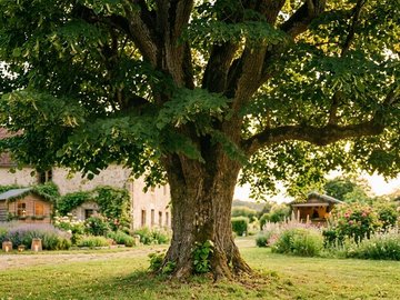 Autour du tilleul millénaire