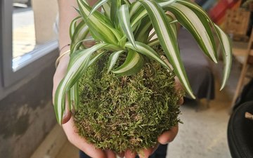 Atelier Kokedama