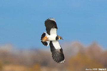 Les oiseaux migrateurs