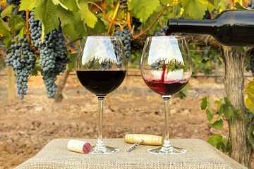 Fête du nouveau vin