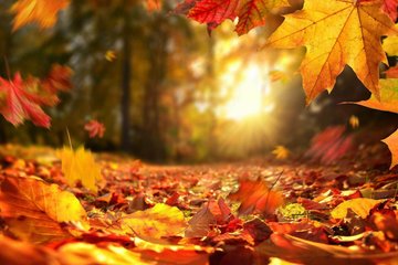 Marché d’automne