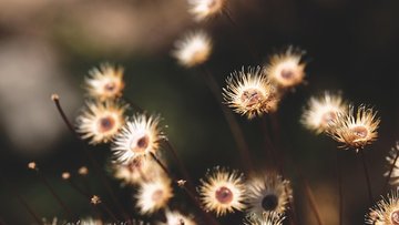 Exposition "Fleurs sauvages, fleurs et leurs hôtes"