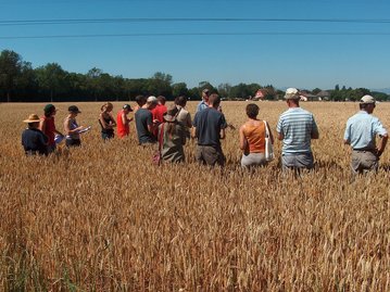 Des grandes cultures dans une ferme maraîchère