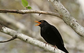 Initiation à la reconnaissance des chants d’oiseaux - NIVEAU 1