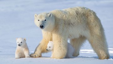 Le secret de Nanuq – Atelier d’écriture et d’enquête pour les 7–10 ans