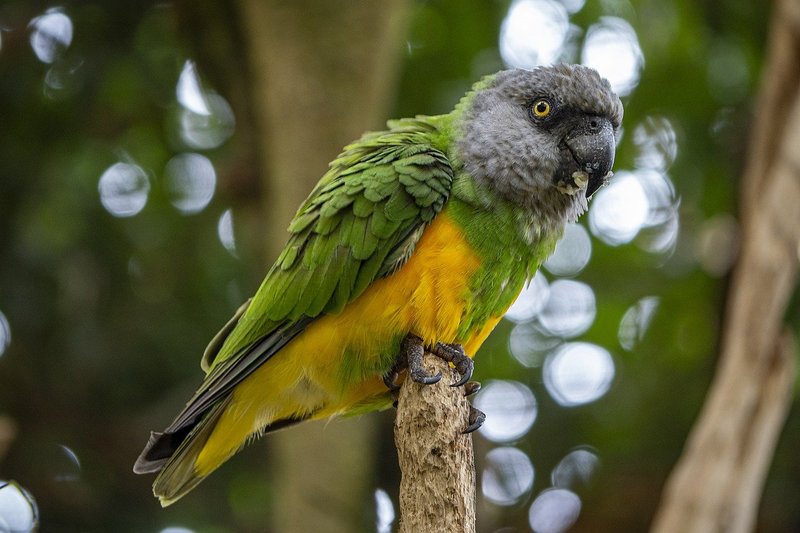 Exposition et bourse d'échange aux oiseaux exotiques