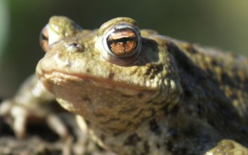 Les amphibiens de Paris