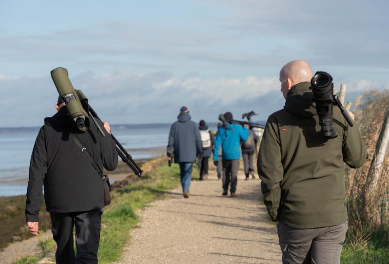 Formation aux oiseaux du littoral : les limicoles, le temps de l'hiver