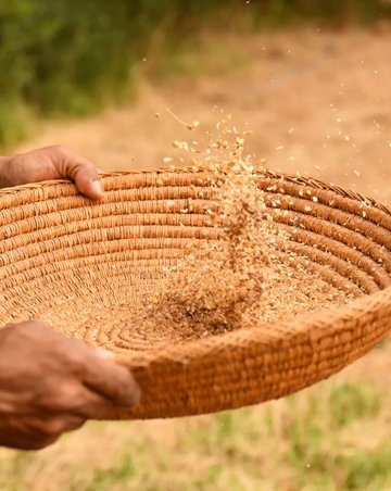 Les plantes témoins de la Préhistoire