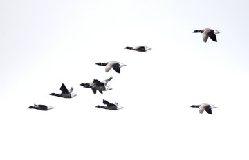 Les oiseaux hivernants des prés salés