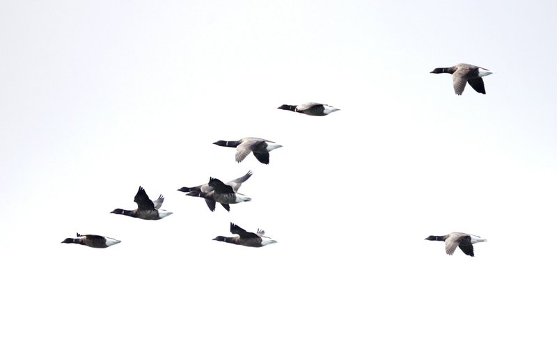 Les oiseaux hivernants des prés salés