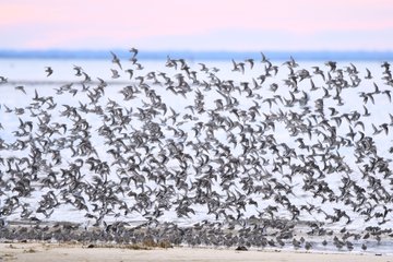 Initiation au comptage d'oiseaux