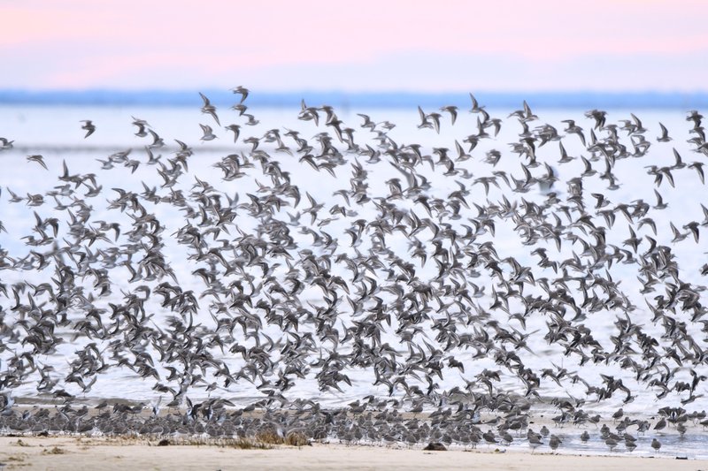 Initiation au comptage d'oiseaux