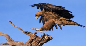 CINÉ-DÉBAT : "AIGLE"