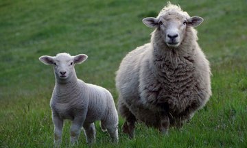Journée technique valorisation de la laine de mouton (49)