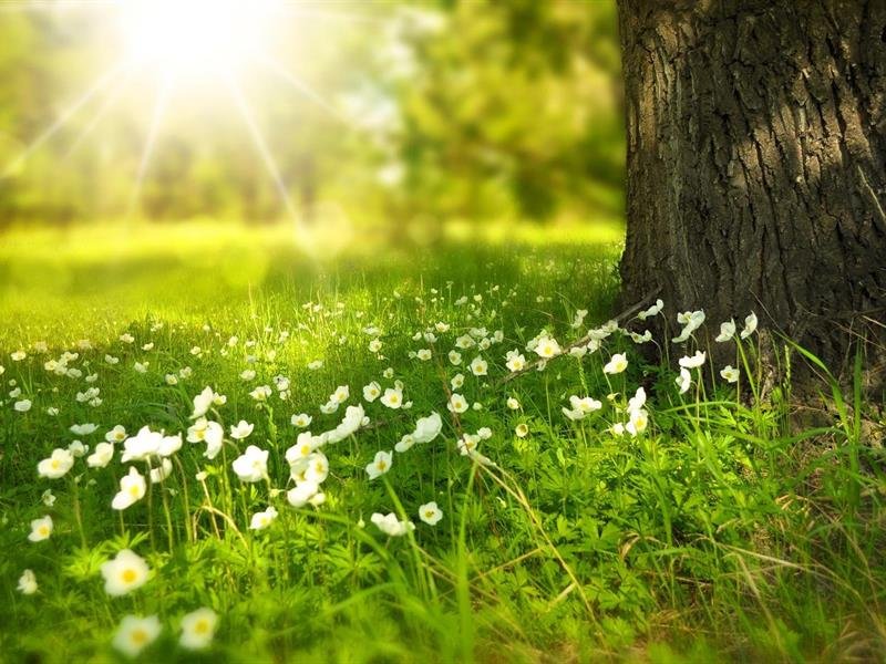 Chantier nature participatif