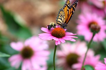 La biodiversité, clé de notre santé