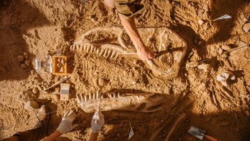 Fossiles et dinosaures : profession gratteur !