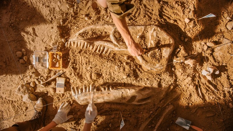 Fossiles et dinosaures : profession gratteur !