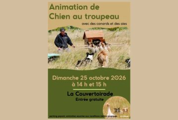 Démonstration de chiens au troupeau