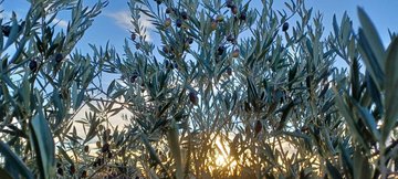 Démarrage et démonstration de la récolte d’olive 2026