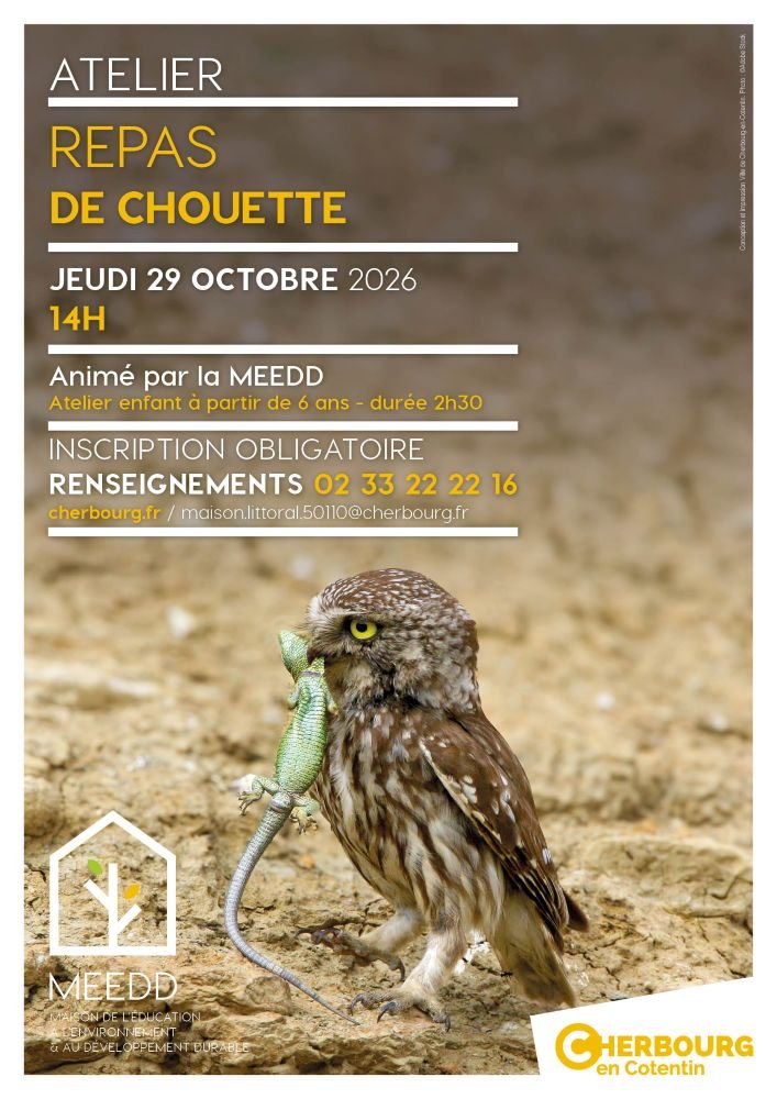Atelier enfant : repas de chouette