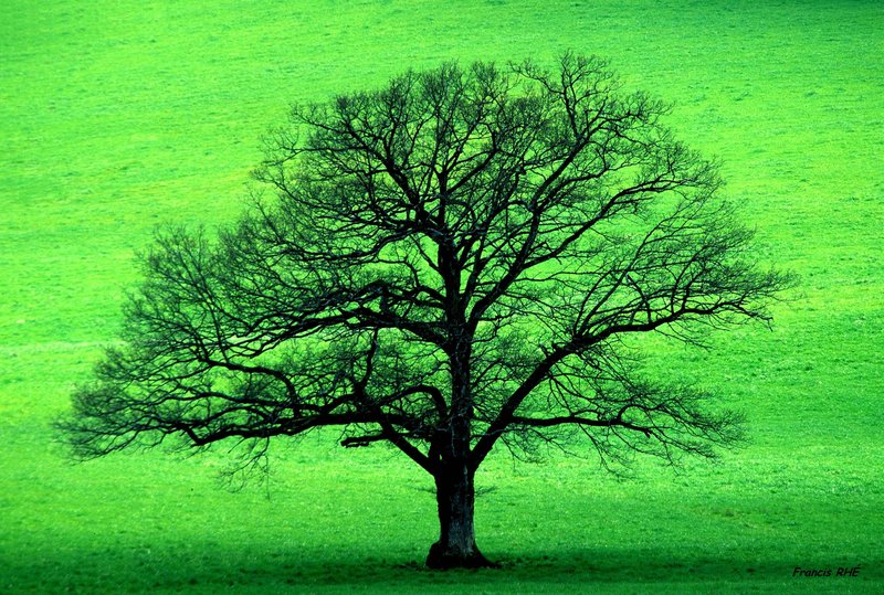 Fascination pour les arbres