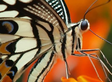 VISITE DU TROPIQUE DU PAPILLON