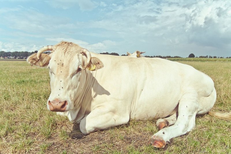 Concours Charolais Semur en Auxois