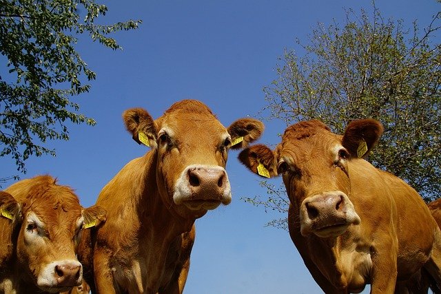 Foire primée aux veaux de lait
