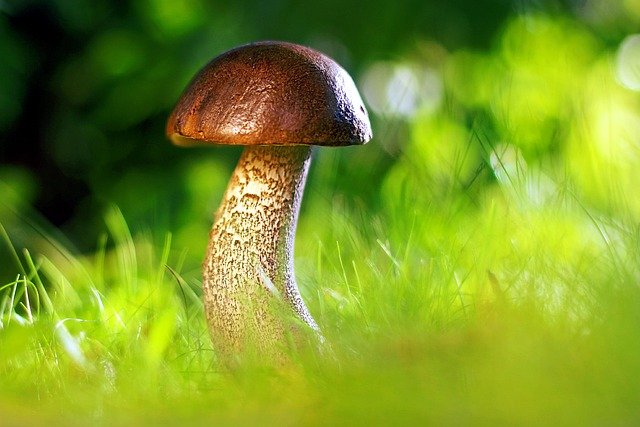 Sortie mycologique