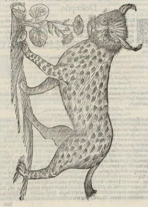 Jeudi patrimoine : Les animaux fantastiques, de l’Histoire naturelle aux Pokémon
