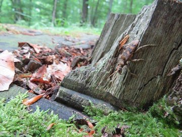 Conférence "Les insectes mangeurs de bois, ennemis ou alliés ?"