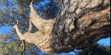 La Légende du dragon au milieu des landes à bruyère et autres grands arbres