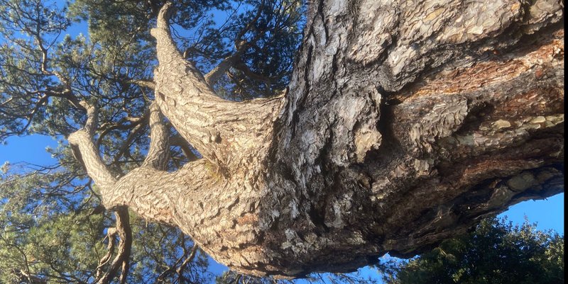 La Légende du dragon au milieu des landes à bruyère et autres grands arbres