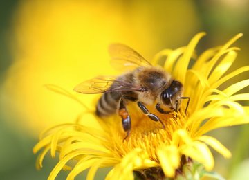 Exposition La vie merveilleuse des abeilles