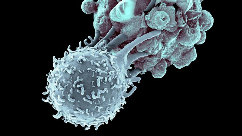 Immunité : comment le corps se défend