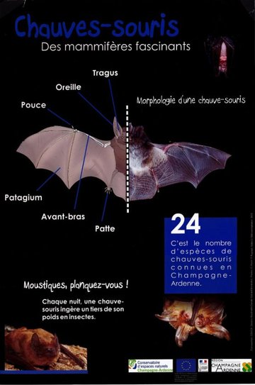 Exposition "Chauve-souris" du 19 octobre au 21 novembre