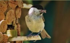 Protéger les animaux de nos jardins avec l'Ecosite du Bourgailh