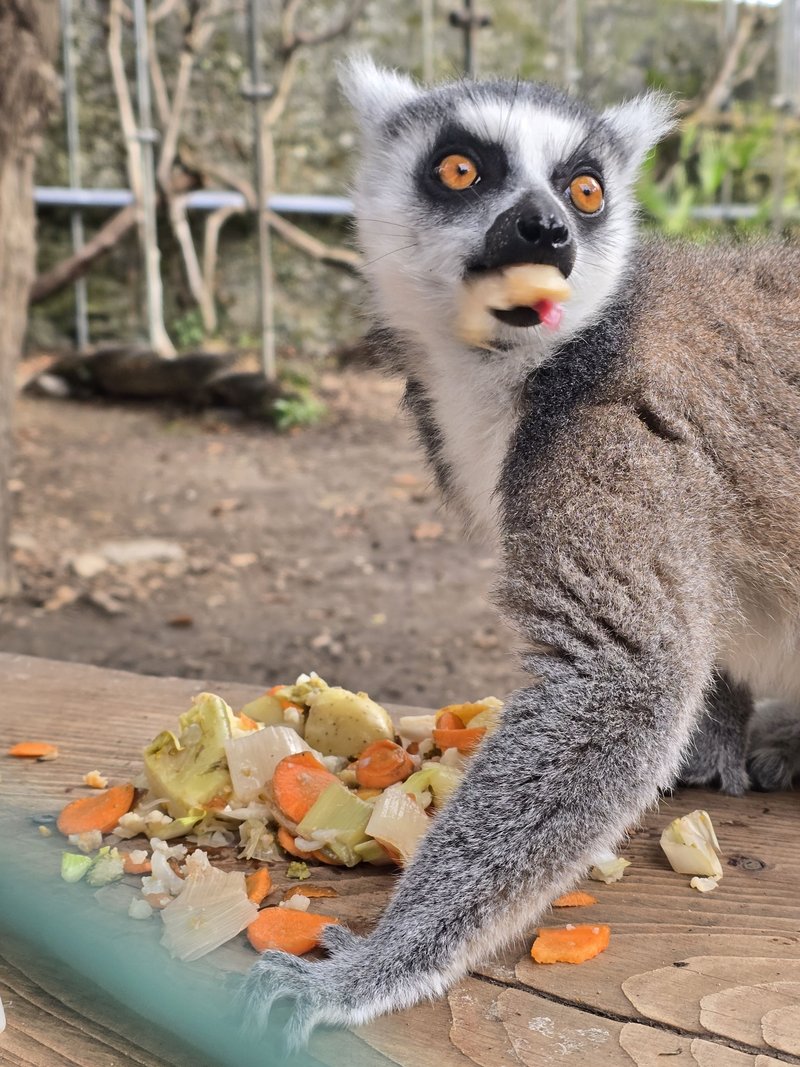 Animaux du Bioparc