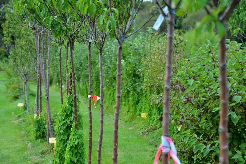Apprendre à tailler et soigner ses arbustes et ses fruitiers