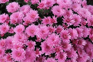 Marché aux chrysanthèmes