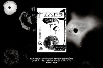 Sortie mycologique et rencontre