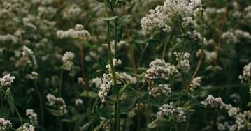 Atelier jardin: Semer ses engrais verts pour l'hiver