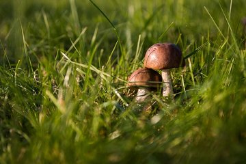 A LA DÉCOUVERTE DES CHAMPIGNONS SUR LE SENTIER DU BÉAL DES ABRITS